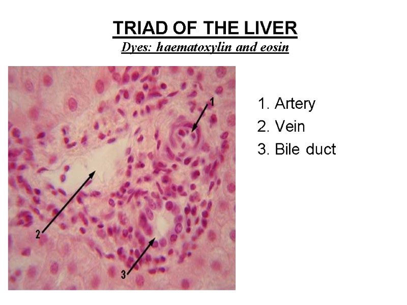 TRIAD OF THE LIVER Dyes: haematoxylin and eosin 1. Artery 2. Vein 3. Bile